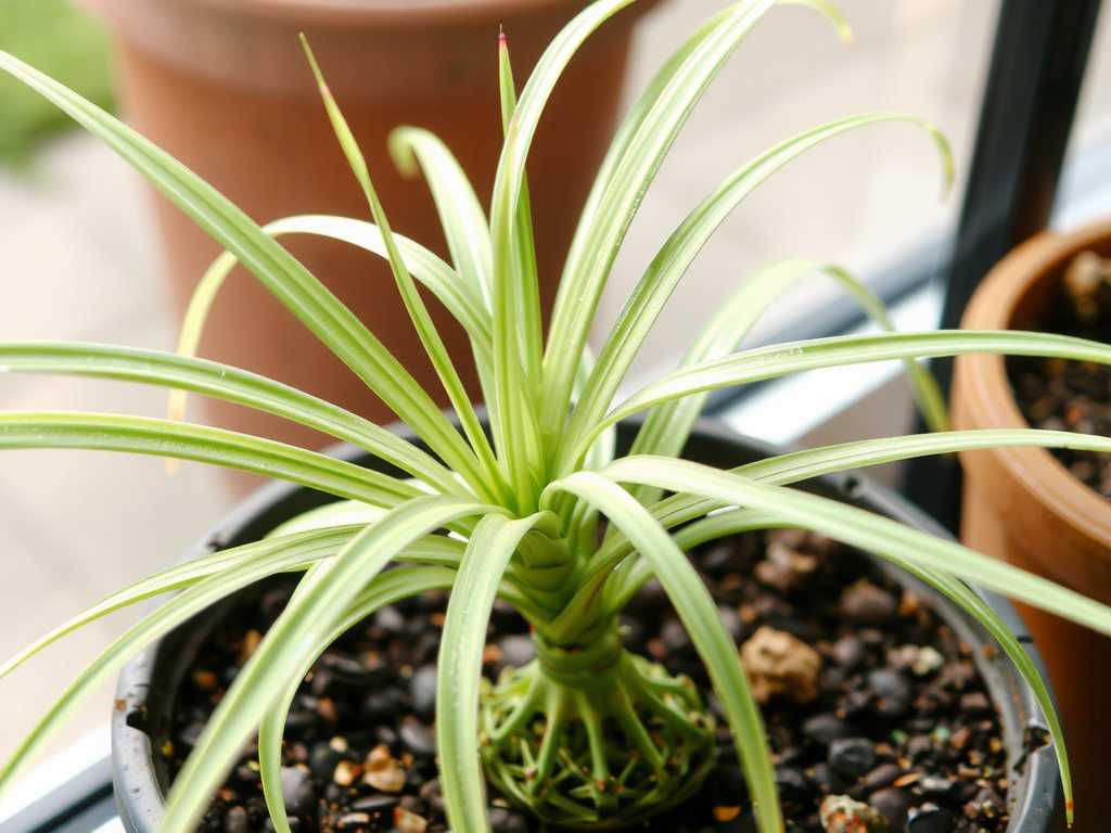 Spider Plant Watering in Autumn: Frequency Adjustment Based on Soil Moisture(1)
