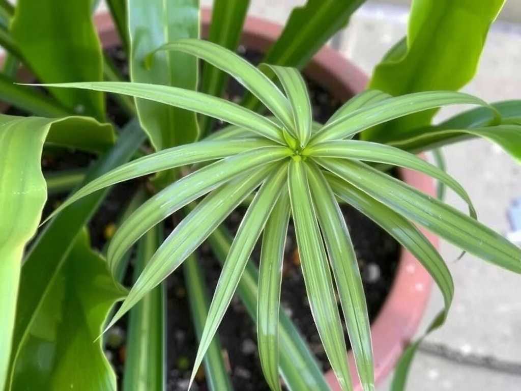 Spider Plant Leaf Yellowing: Chelated Iron Application Method & Frequency