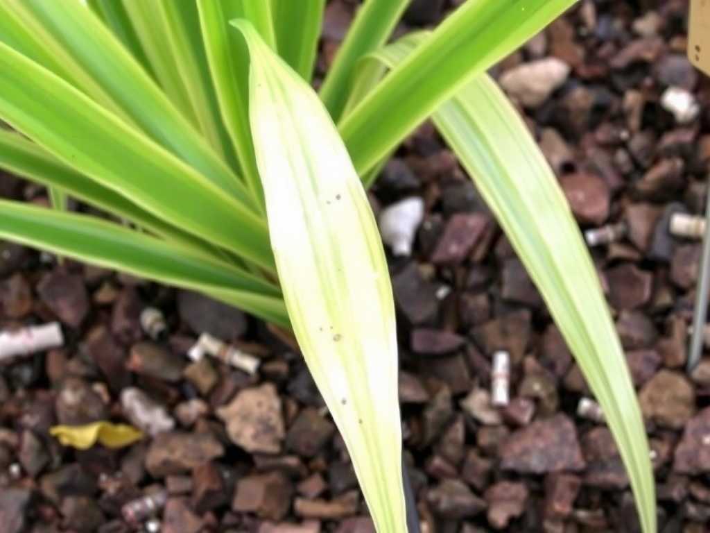 Spider Plant Leaf Yellowing: Chelated Iron Application Method & Frequency(1)