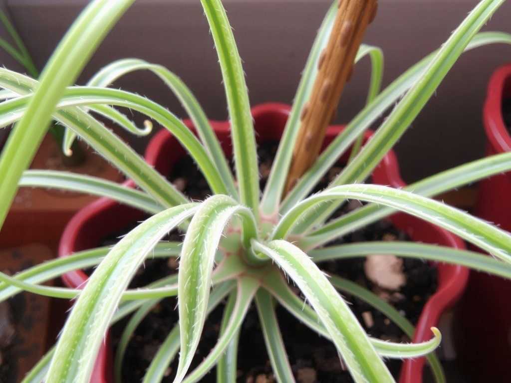 Mature Spider Plant Care: Pruning & Fertilization Methods for Rejuvenation