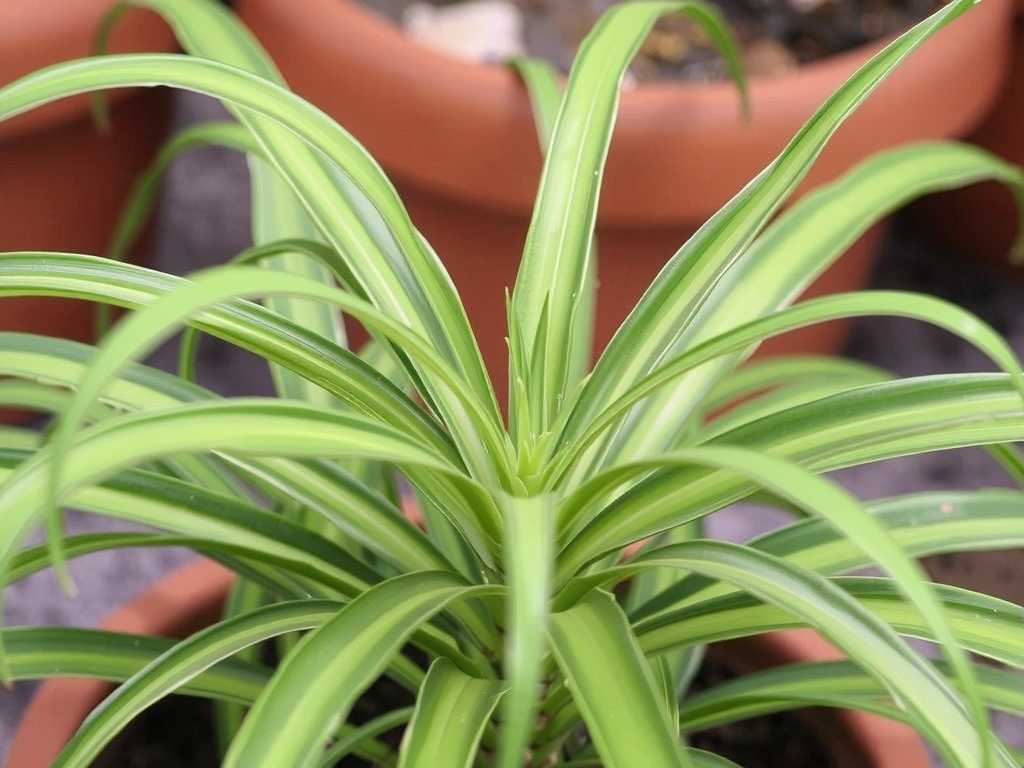 Spider Plant Leaf Cleaning: Selection & Usage of Specialized Leaf Cleaners