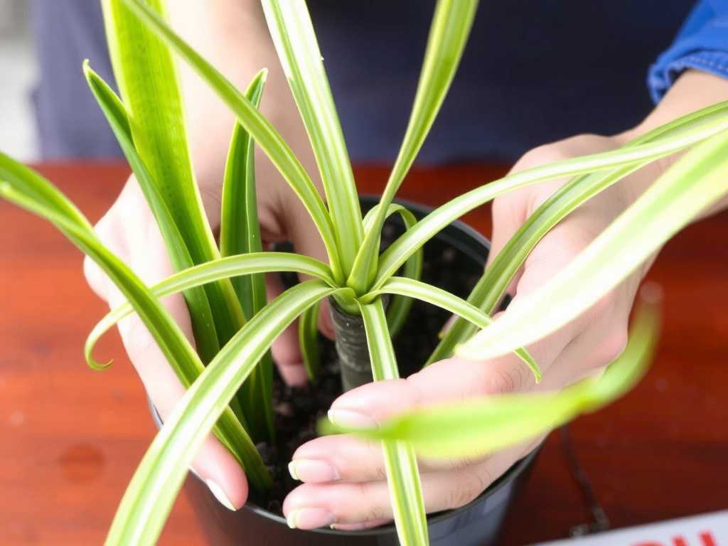 Spider Plant Pruning in Autumn: Process for Trimming Diseased & Weak Shoots(1) Spider Plant Pruning in Autumn: Process for Trimming Diseased & Weak Shoots(1)
