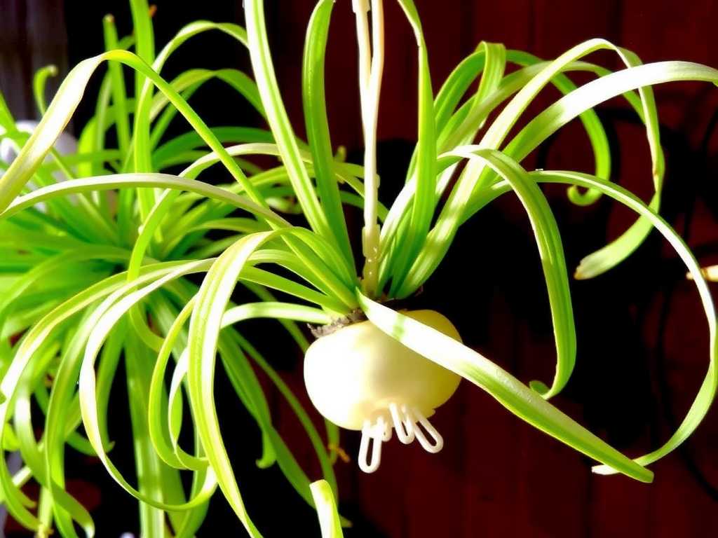 Trailing Spider Plant Runners: Tying & Training with Guide Strings(1)
