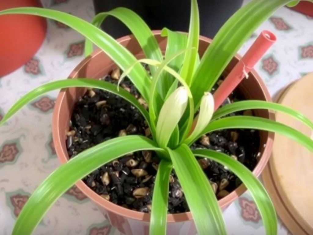 Spider Plant Fertilization in Spring: Application Method of Decomposed Organic Fertilizer(1)