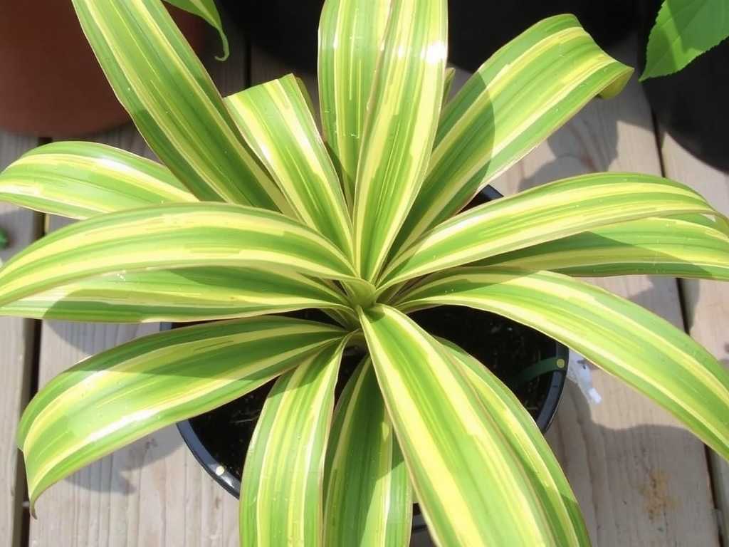 Spider Plant Leaf Yellowing: Iron Supplementation Method for Iron-Deficiency Chlorosis