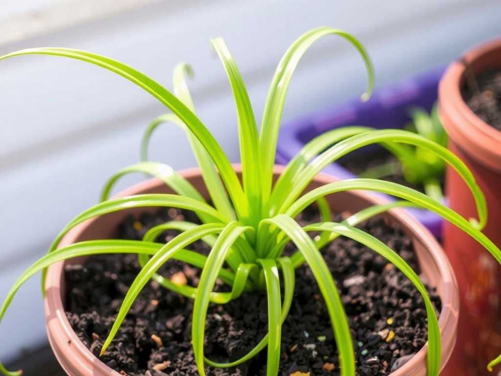 Spider Plant Repotting in Spring: Old Soil Disposal and New Soil Selection