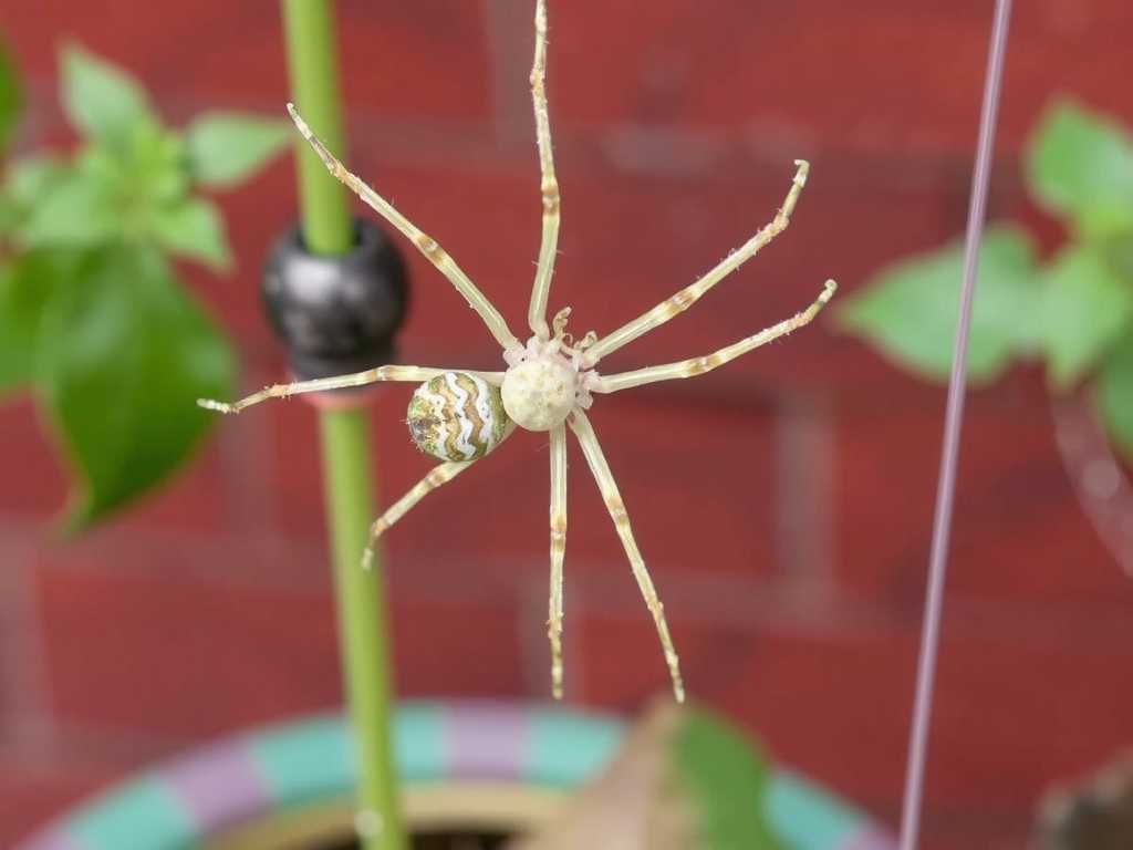 Outdoor Spider Plant Care: Rain Shelter Measures for the Rainy Season(1)