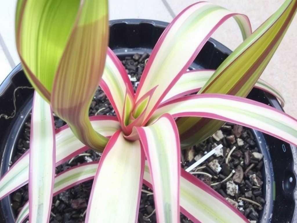 Faded Leaf Variegation on Spider Plants: Dual Adjustment of Light Supplement & Fertilization