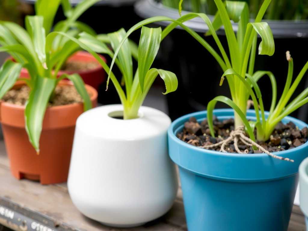 Spider Plant Fertilization in Summer: Application Method of Low-Concentration Liquid Fertilizer