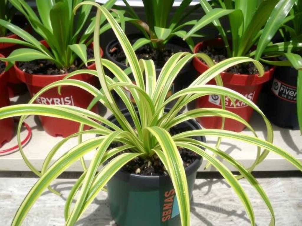 Spider Plant Fertilization in Summer: Application Method of Low-Concentration Liquid Fertilizer(1) Spider Plant Fertilization in Summer: Application Method of Low-Concentration Liquid Fertilizer(1)