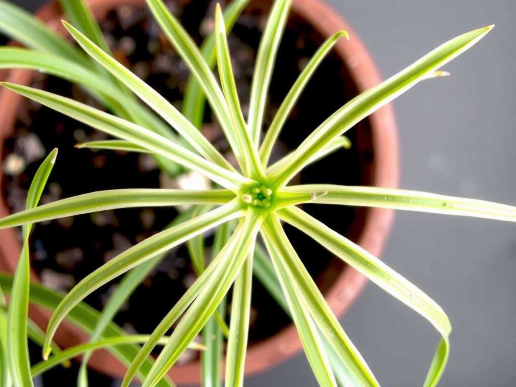 Spider Plant Fertilizing Schedule: High-Nitrogen in Spring & Autumn, Low-Fertilizer in Winter