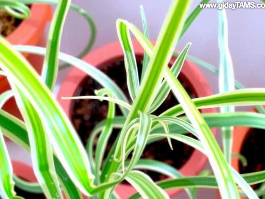 Spider Plant Fertilizing Schedule: High-Nitrogen in Spring & Autumn, Low-Fertilizer in Winter(1) Spider Plant Fertilizing Schedule: High-Nitrogen in Spring & Autumn, Low-Fertilizer in Winter(1)