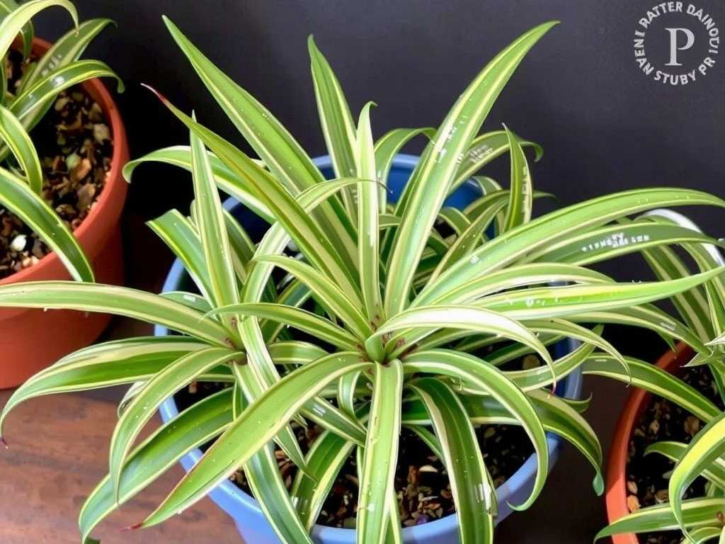 How to Care for Variegated Spider Plants: How to Prevent Variegation Fading?(1) How to Care for Variegated Spider Plants: How to Prevent Variegation Fading?(1)