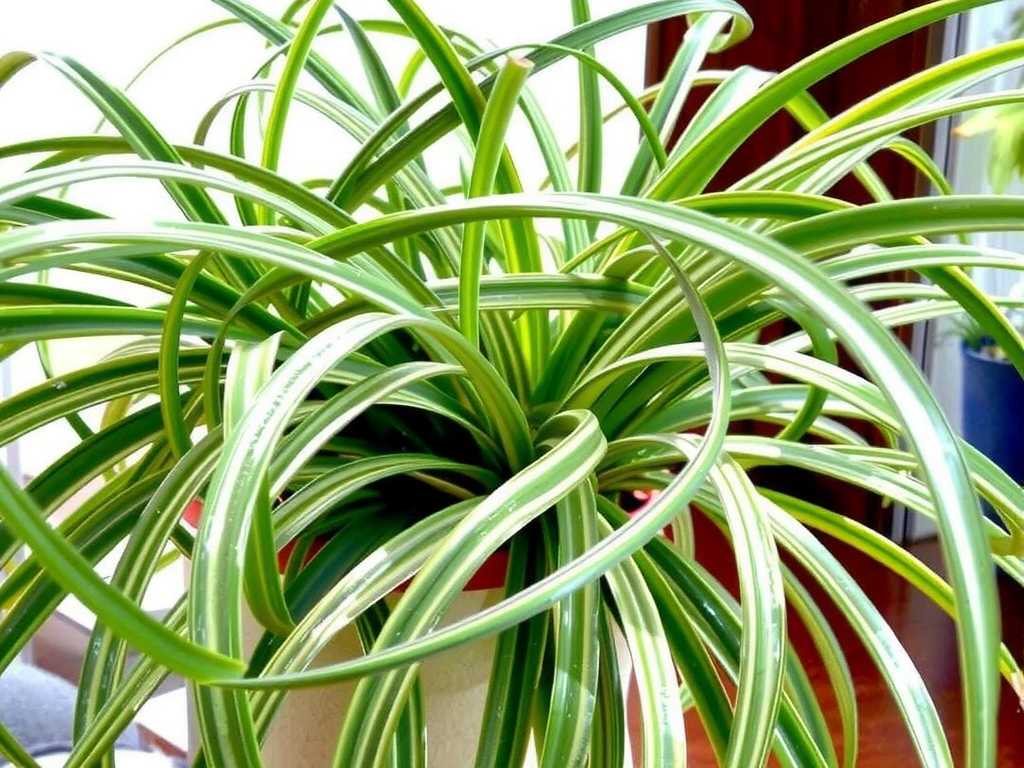 When and How to Fertilize Spider Plants: Seasonal Tips(1) When and How to Fertilize Spider Plants: Seasonal Tips(1)