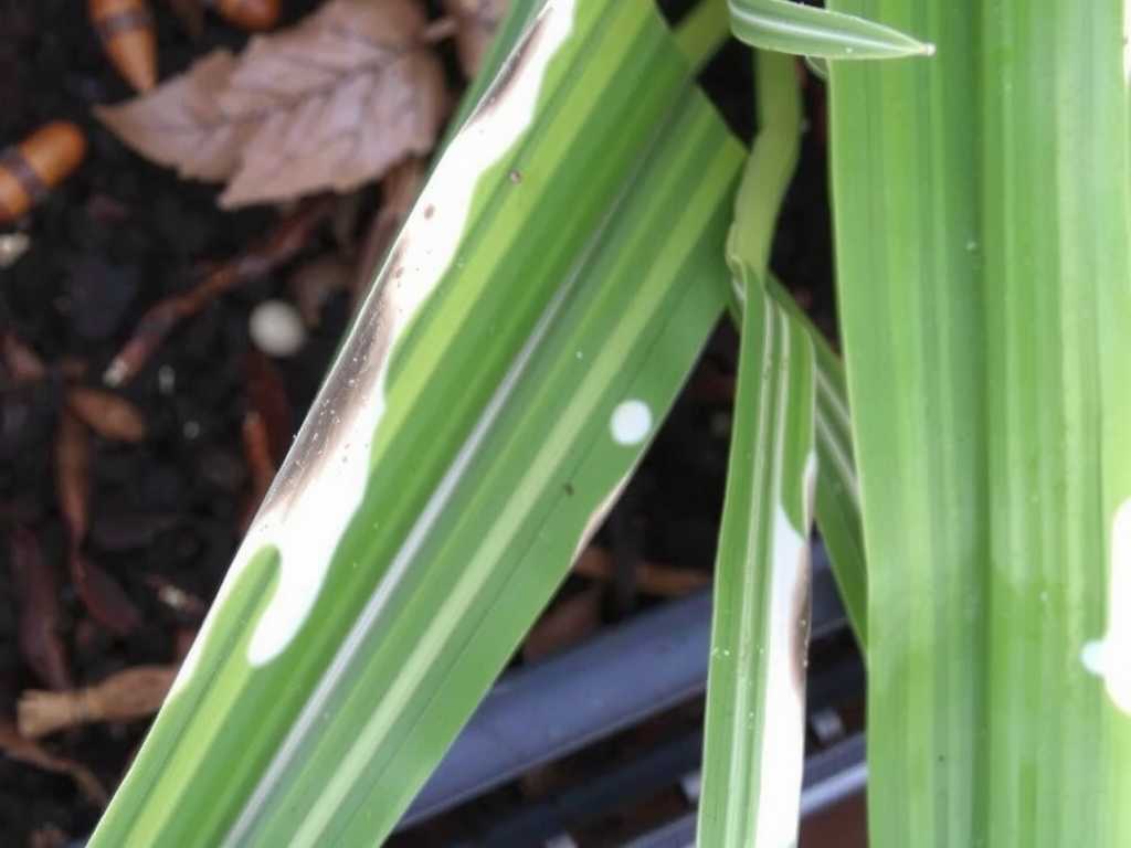 Chlorophytum leaf spot: physical damage vs disease distinction(1)