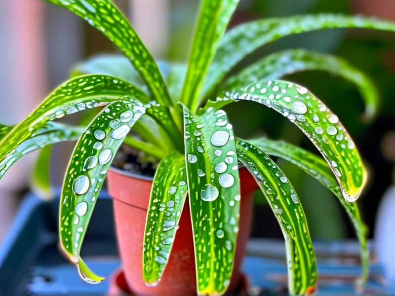 Spider plant water stains: wiping time (10 minutes after spraying)