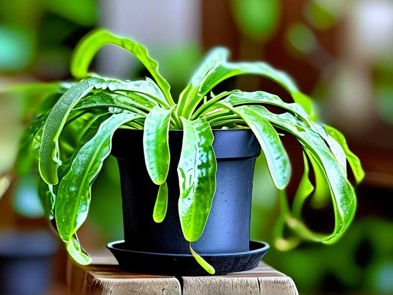 Spider plant drooping leaves: slow watering for water shortage
