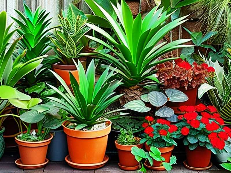 How to adjust spider plant care routines for southern hemisphere summer seasons(1) How to adjust spider plant care routines for southern hemisphere summer seasons(1)