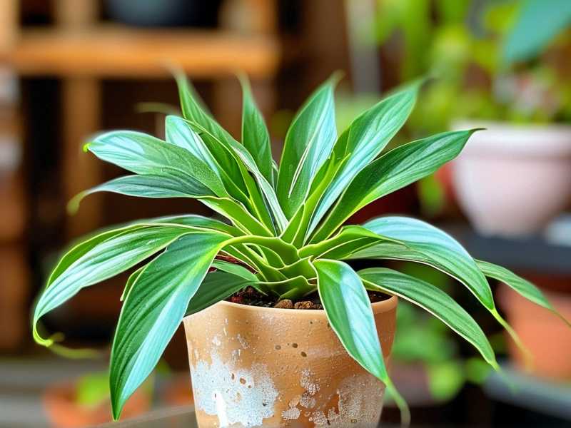 How to adjust spider plant feeding volume based on current pot size capacity(1) How to adjust spider plant feeding volume based on current pot size capacity(1)