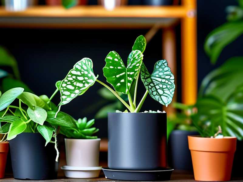 How to monitor spider plant pup production rates under different lighting setups(1) How to monitor spider plant pup production rates under different lighting setups(1)