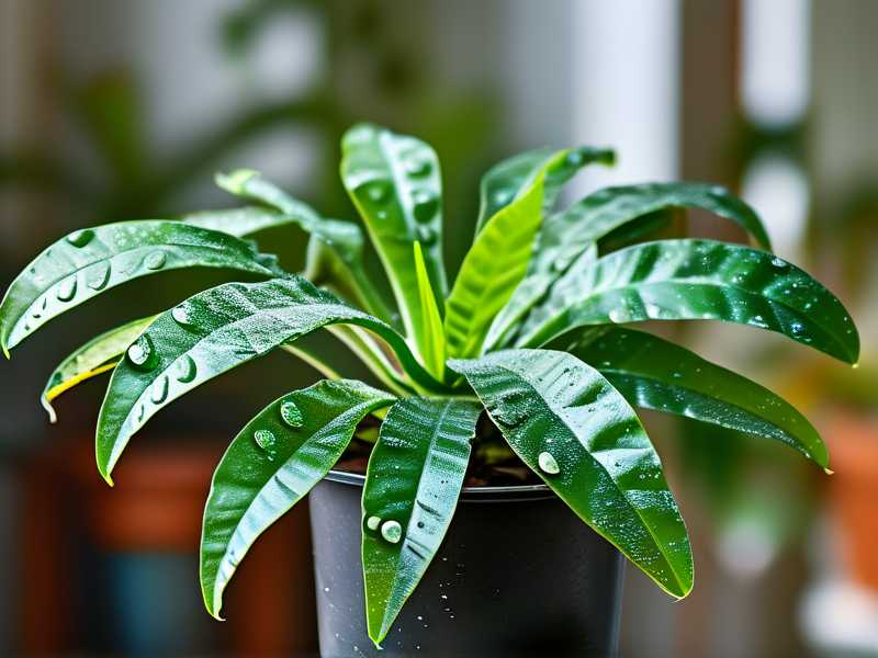How to identify spider plant damage caused by excessive humidifier mist exposure