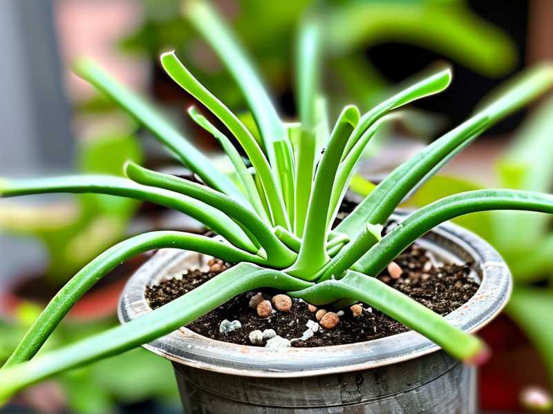 How to recognize spider plant transplant stress signs after repotting operations(1) How to recognize spider plant transplant stress signs after repotting operations(1)